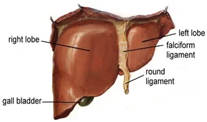 liver-cancer1